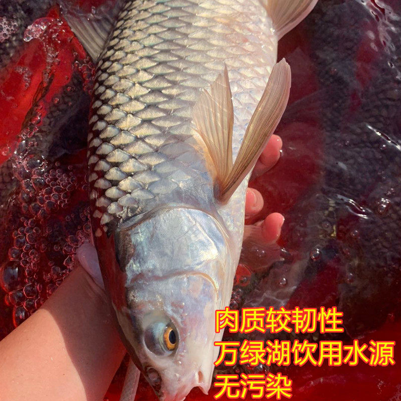 新鲜鲮鱼赤眼2斤泰国天然淡水鱼红烧清蒸晏请淡水鱼类