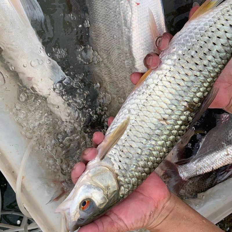 赤眼新鲜红眼淡水鱼原生态万绿湖水库鱼生土货1斤淡水鱼类