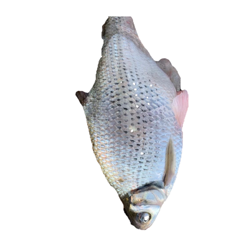 河源生态鳊鱼新鲜三角鲂团头鲂武鲳鱼万绿湖土货淡水鱼类