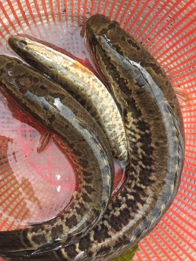 野生 生鱼 坑鱼 斑鱼 黑鱼 妇幼食品 滋补 河鲜 新鲜 送礼 营养