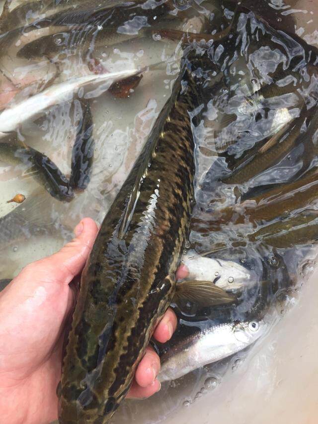 野生 生鱼 坑鱼 斑鱼 黑鱼 妇幼食品 滋补 河鲜 新鲜 送礼 营养