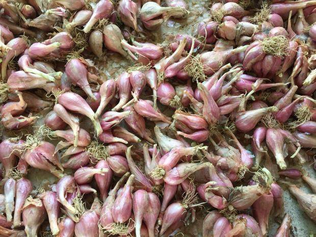 新坑村 农家自种 红葱头 小种 老葱 原生态 特香辣 农家特产 1斤