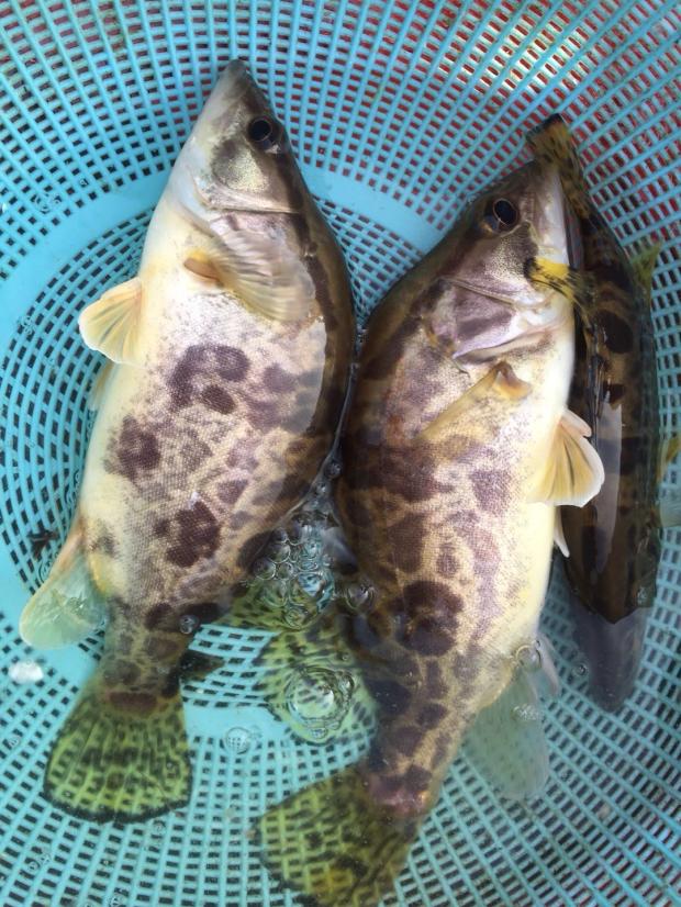 原生态桂花鱼花肉桂万绿湖土货河源新鲜顺丰按活淡水鱼类