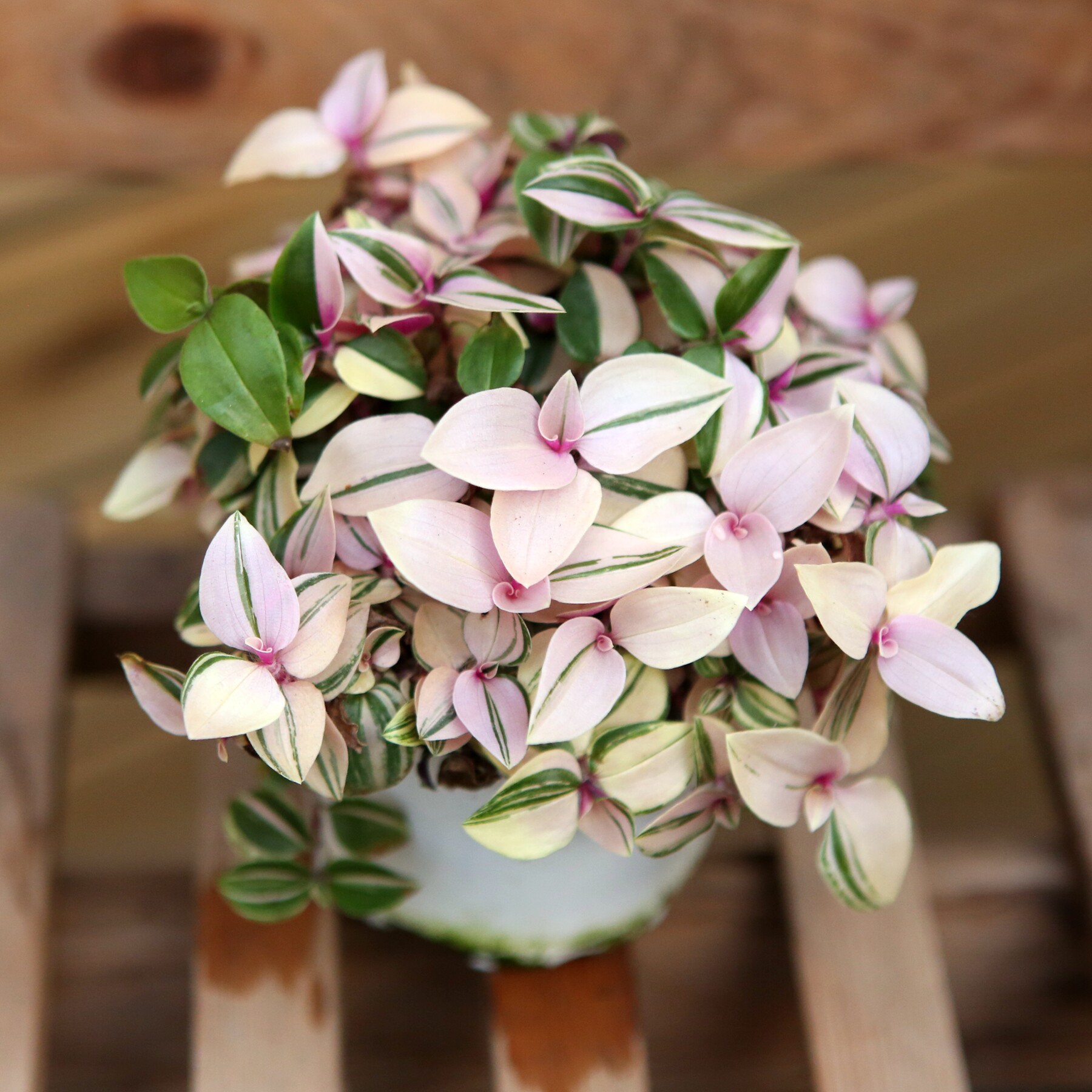 婚礼吊兰锦油画吊篮紫露草室内盆栽绿植ins网红观叶植物阳台窗台