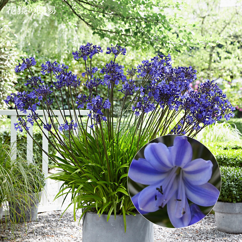 进口百子莲盆栽花苗宿根植物花卉卉好耐热多年生时令草本花卉