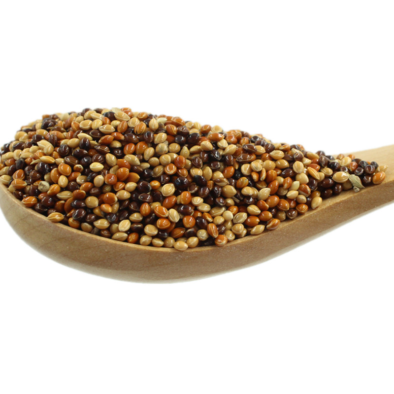 五色黍1斤 鸟食玄凤谷子牡丹粮食文鸟5色黍子鸟粮饲料 500克装