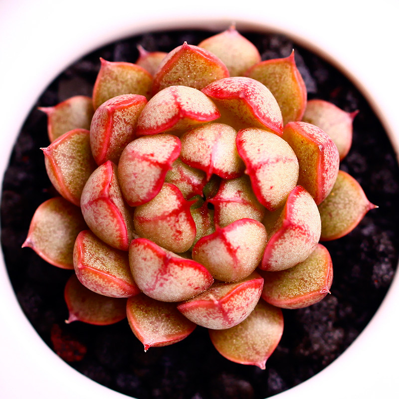 多肉植物 皇冠 韩国进口猫眼石 多肉组合盆栽 肉肉绿植花卉包邮