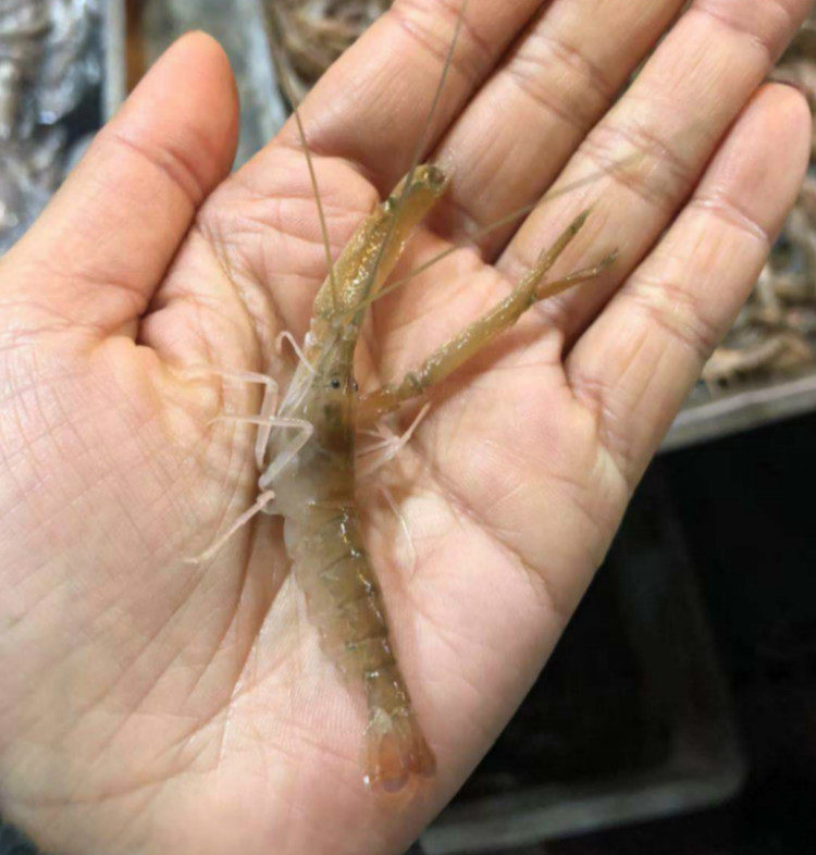 又是一年 赏味私人分享大连海鲜生拌腌制嘎巴虾嘎嘣虾小海虾 店主