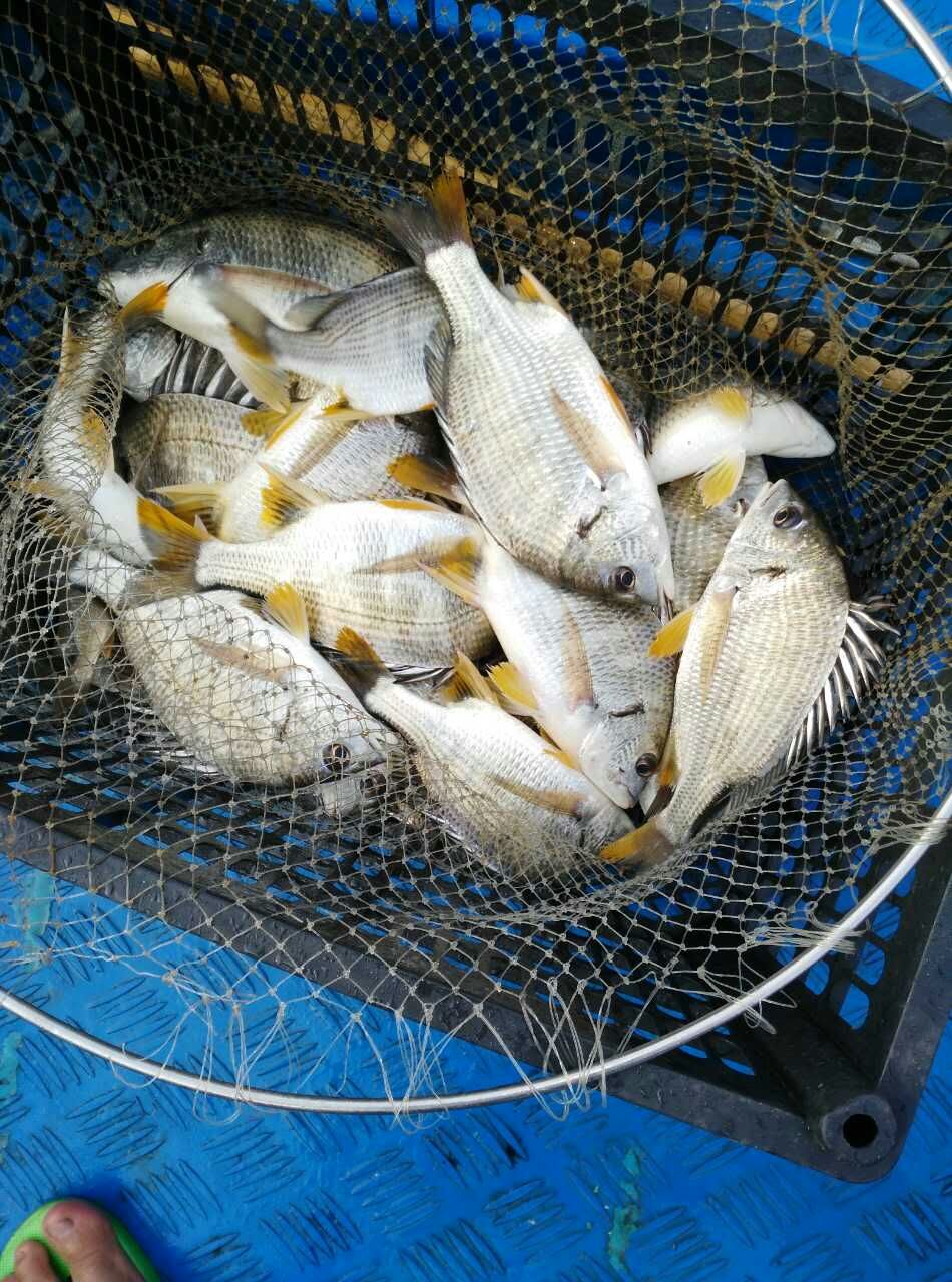 黄脚立鱼 黄鳍鲷鱼 黄翅鱼 新鲜鲜活海鱼 东山岛 野生垂钓 黄立鱼