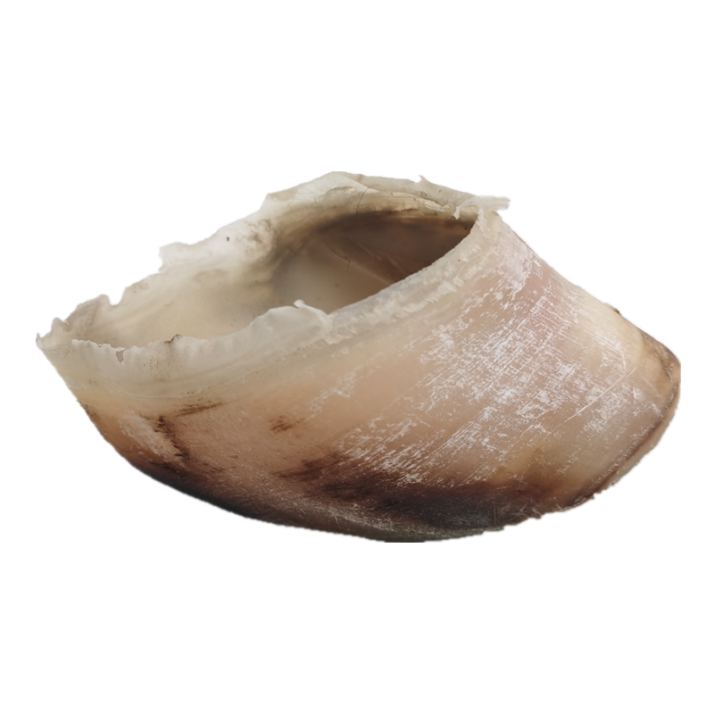 牛蹄1份原味趾甲干干晾干自然棒咬磨牙零食狗风干零食