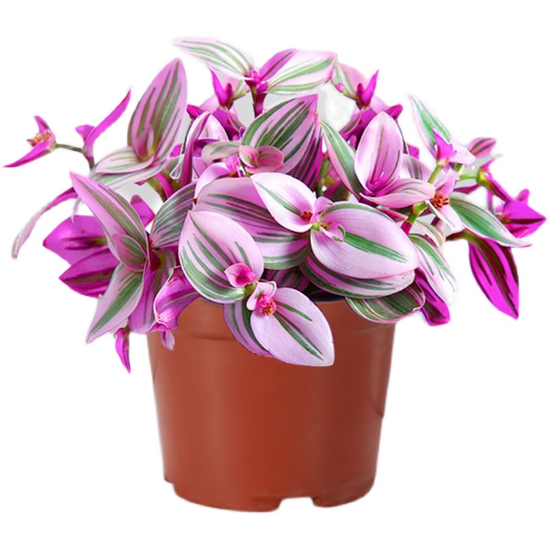 精品多肉植物金枝玉叶油画婚礼室内大颗群生花卉多肉植物