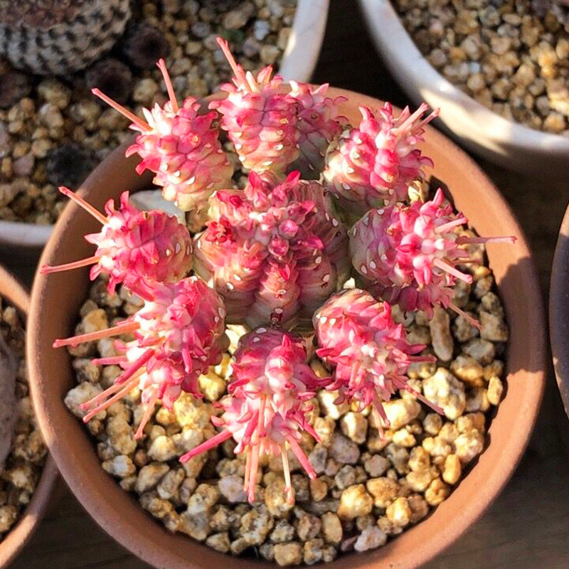 稀有组合室内星球紫皮香味开花有多玉椿花椿多肉植物