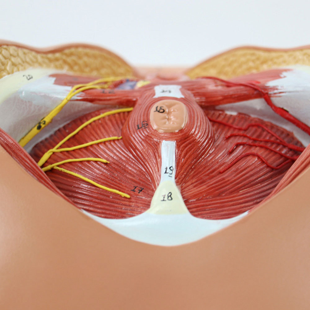 医用 女性会阴模型 女性生殖解剖 内外生殖器官 会阴解剖