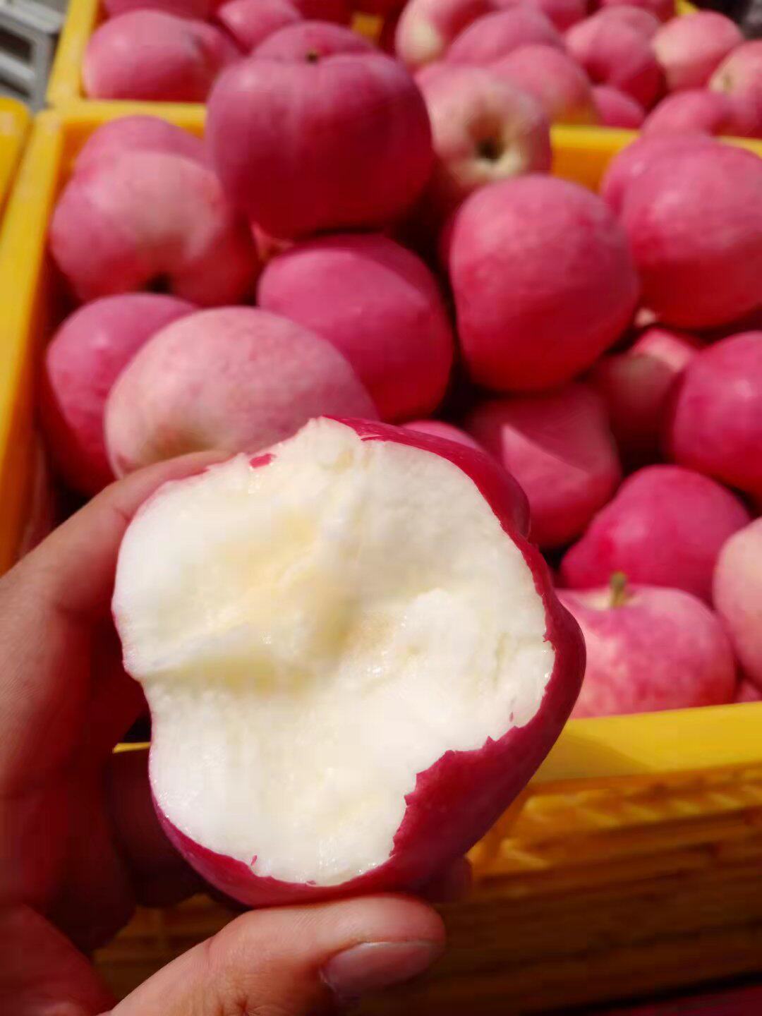 苹果甘肃天水秦安地方特产早熟包邮非花牛红富士北京苹果