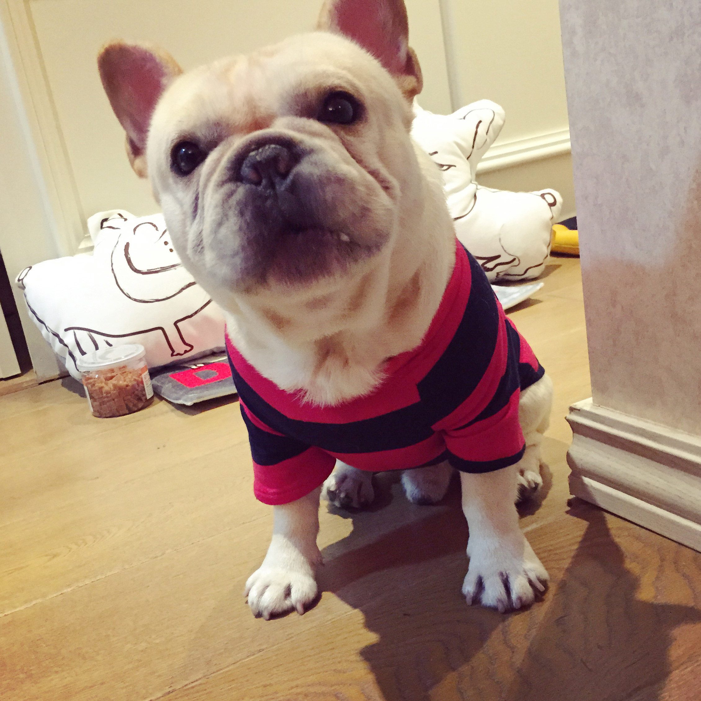 秋冬季狗狗宠物衣服法国斗牛犬八哥 英斗泰迪巴哥法斗条纹潮牌