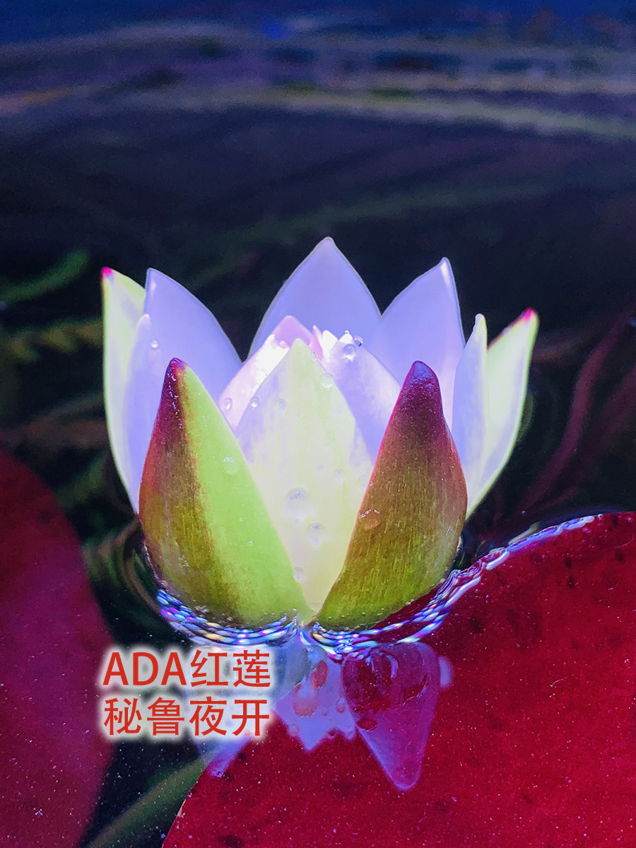 四色红虎虎斑睡莲ada红莲秘鲁夜开中后后景水草