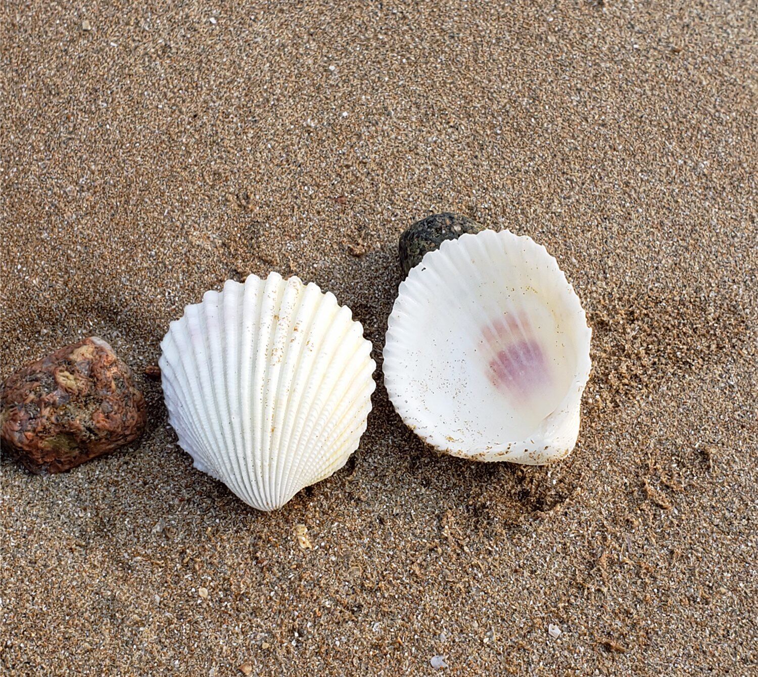 贝壳天然椰子超大海螺珊瑚绿嵘夜光鱼缸造景海螺