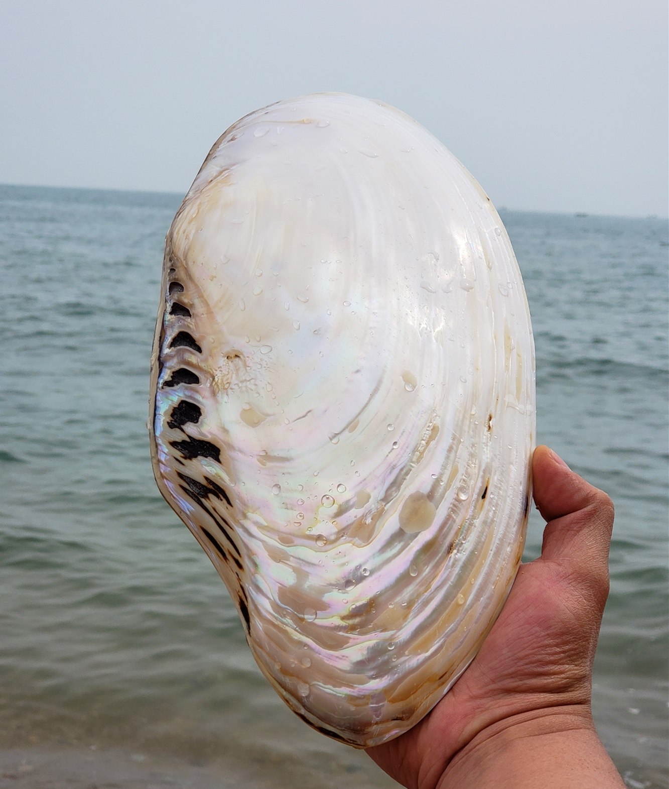 天然超大海洋贝壳珍珠蚌标本海螺海星鱼缸造景居家客厅办公摆件