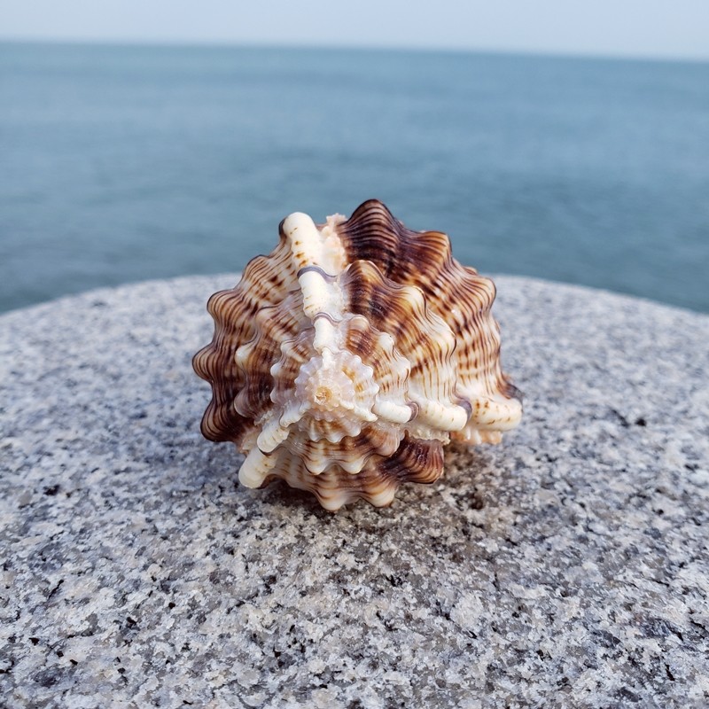 海螺贝壳天然超大烟斗螺大白珊瑚珊瑚摆件鱼缸海螺