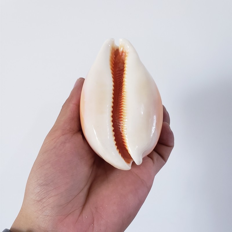 天然超大海螺贝壳黄金黄金宝宝螺送礼收藏海洋海螺