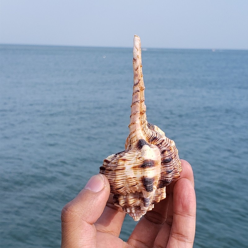 海螺贝壳天然超大烟斗螺大白珊瑚珊瑚摆件鱼缸海螺