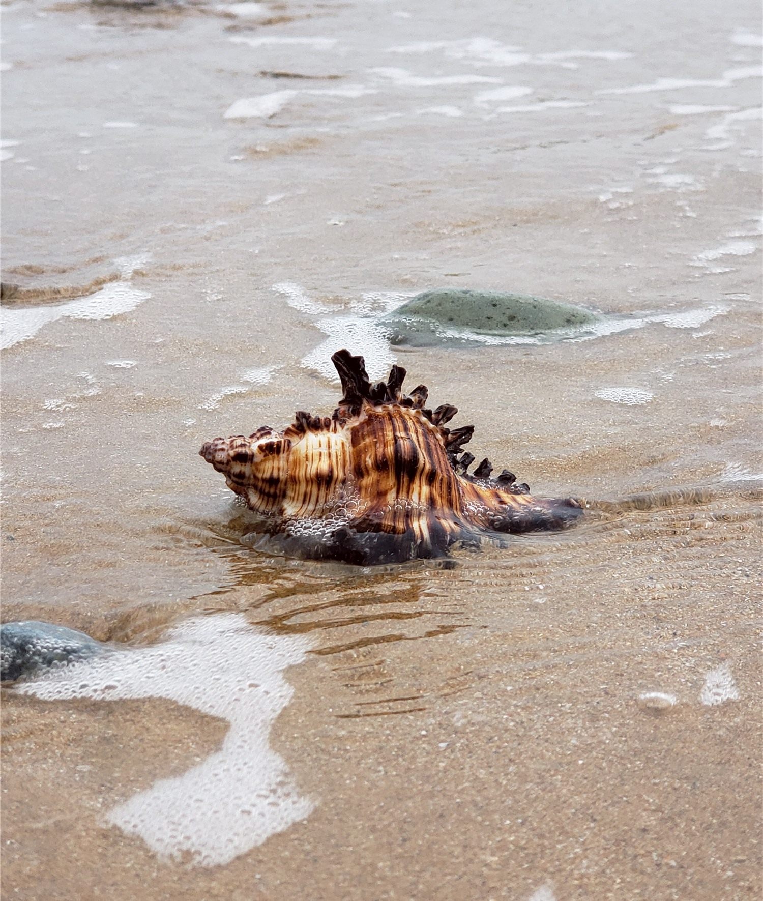 海螺天然海洋大海贝壳鱼缸珊瑚造景摆件千手海螺