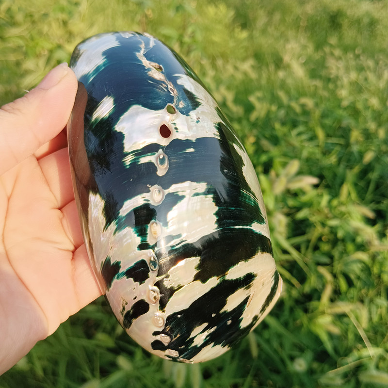 天然黑金鲍鱼壳鱼标本造景装饰品拍摄道具家居海螺