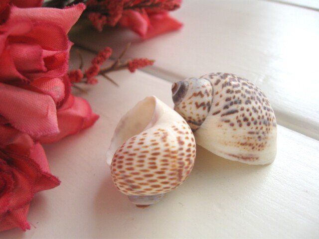 鸟蛋34cm大海海螺贝壳海星珊瑚珊瑚鱼鱼缸造景海螺