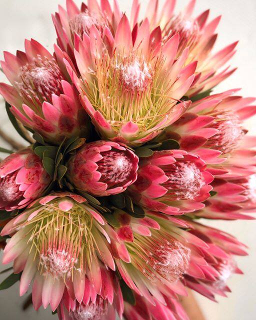 南非帝王花种种子国花海神新娘花艺花卉盆栽时令草本花卉