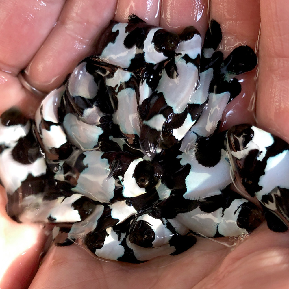 人工繁殖品种小丑鱼批量公子奥黑雪印黑冰白金鱼