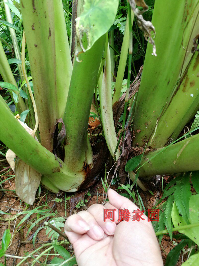 狗爪九头芋狗蹄芋红芽丛生观叶绿植绿植食用观赏绿植