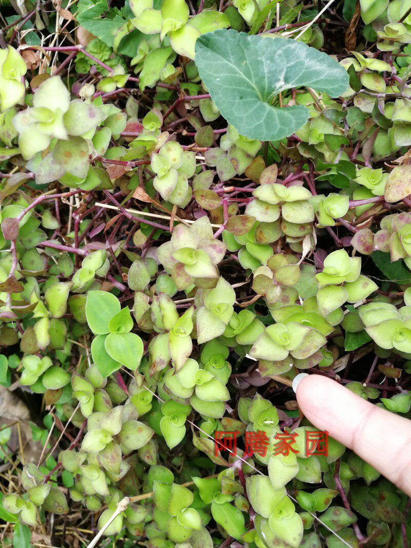 铺地锦竹翠玲珑鸭跖草科垂吊植物小叶吊竹防晒绿植