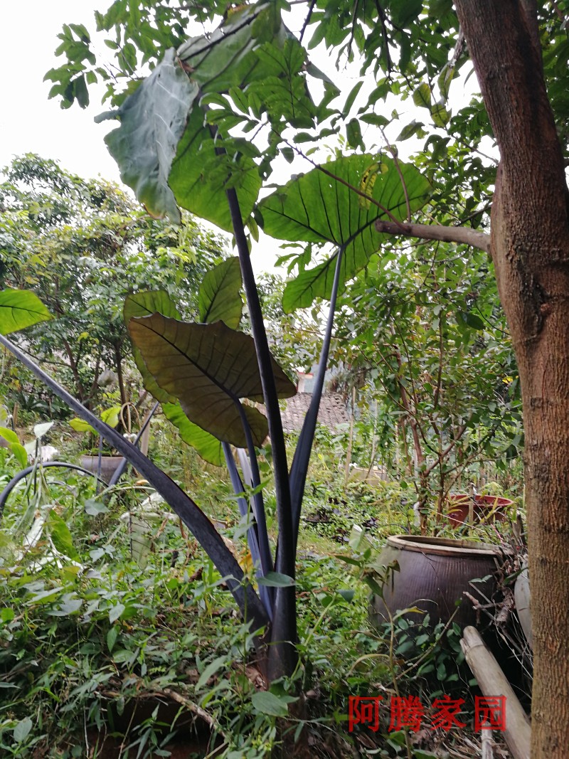 芋头巨型紫梗种苗紫苗紫叶芋紫黑芋芋苗可食用绿植