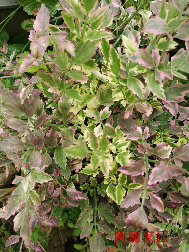 彩叶水芹植物花叶盆栽地栽培土培观叶植物绿植