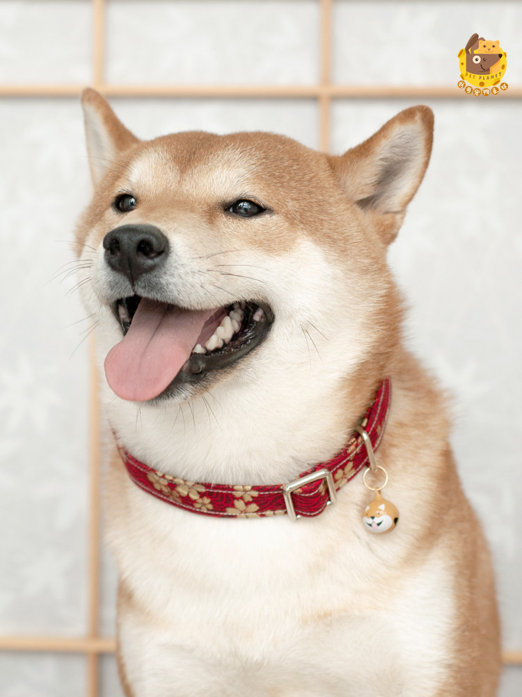 宠物唐草狗狗项圈围巾三角巾柴犬铃铛泰迪迪比项圈