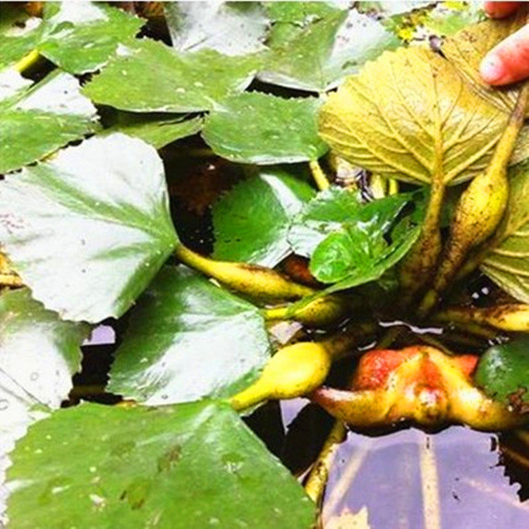菱角夏季水生植物野生绿植