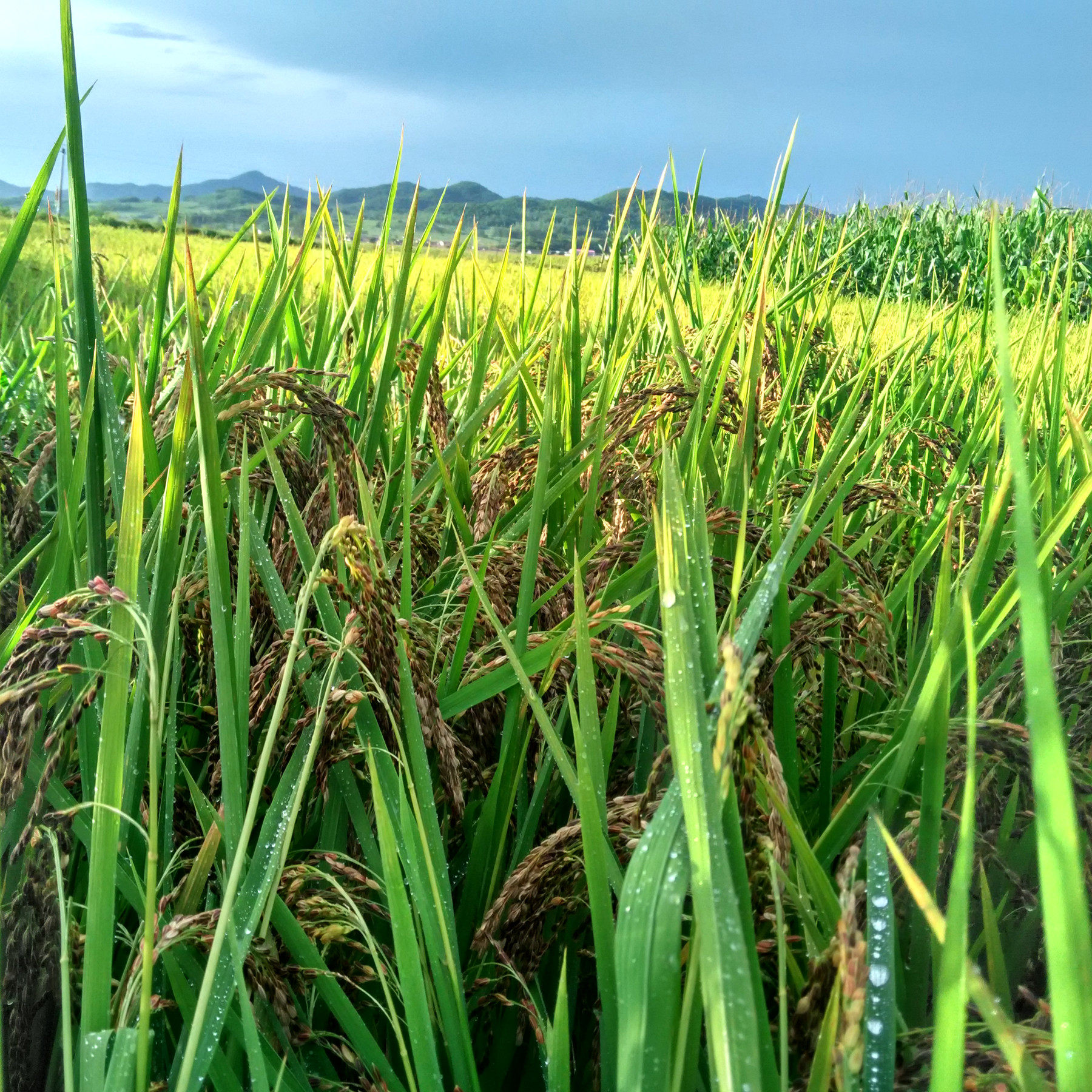 千山山珍原生态东北大米纯天然长白山黑米500g茶叶包装