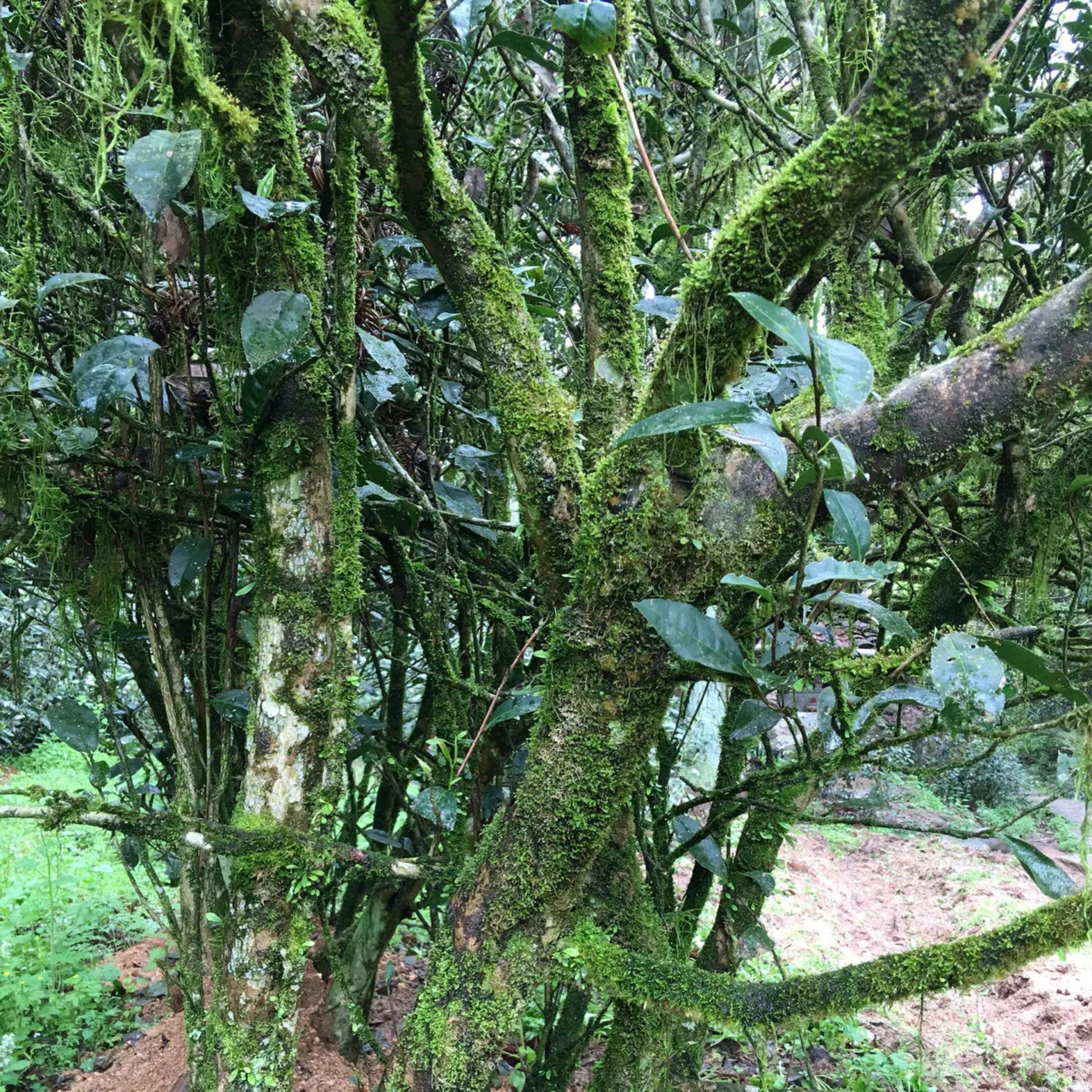 茶叶晓山武夷山岩茶慧苑水仙三坑两涧正岩大红袍茶叶包装