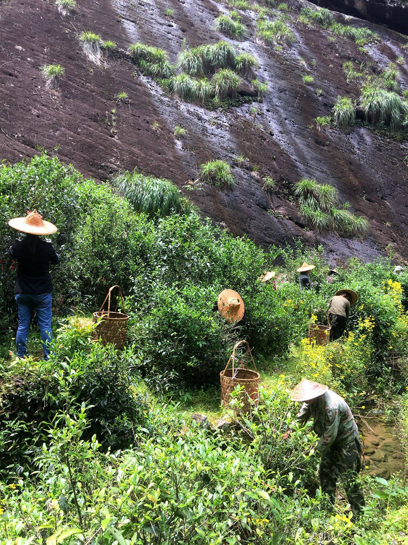 晓山堂正岩茶武夷武夷山山茶慧苑高枞水仙春茶茶叶包装