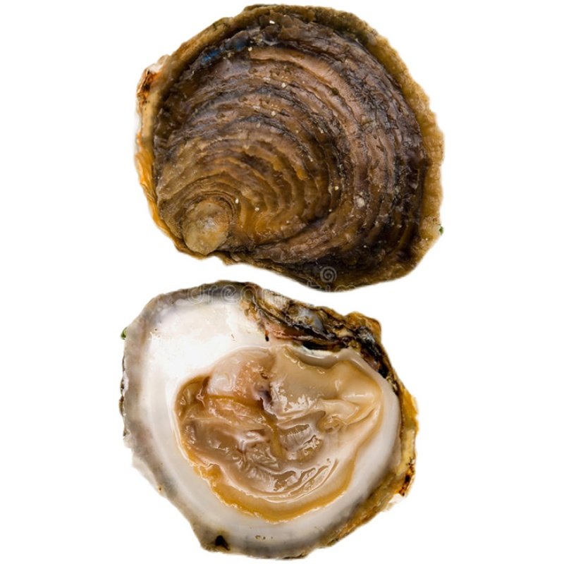 空运进口鲜活生蚝法国贝隆铜蚝12只原装木箱生蚝