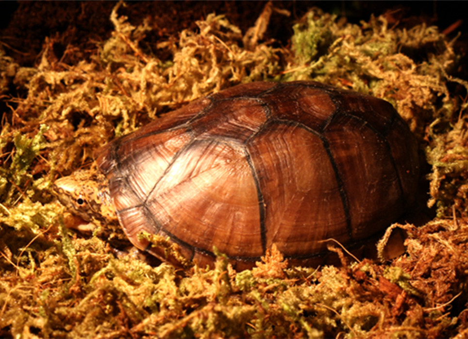 冬眠用品黄缘龟爬宠椰土椰砖爬虫宠物垫材过冬爬虫