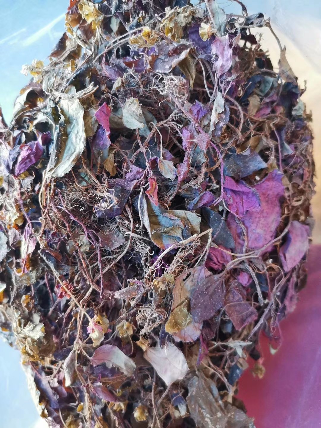 野生正品福建风鼓草红根叶风骨风骨草风谷草250克其他药食同源食品