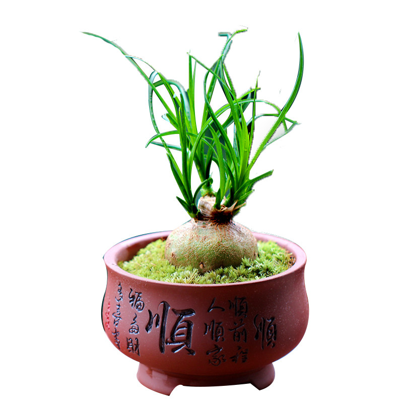茶几绿植酒瓶兰室室内盆栽微型盆景趣味书桌绿植