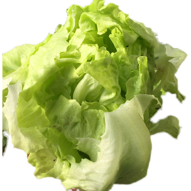 北京无公害蔬菜新鲜沙拉球生菜圆球包菜现摘500g满98元京津冀包邮