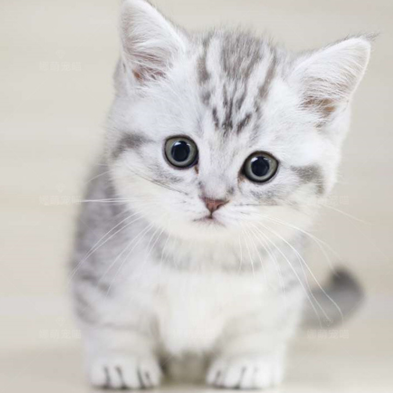 英国短毛银渐层银点宠物猫美短起司活体宠物猫咪纯种加白折耳猫