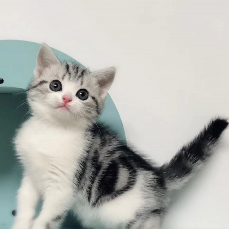 英国短毛银渐层银点宠物猫美短起司活体宠物猫咪纯种加白折耳猫