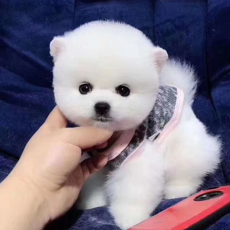纯种博美幼犬活体茶杯犬养不大的俊介犬小狗动物宠物