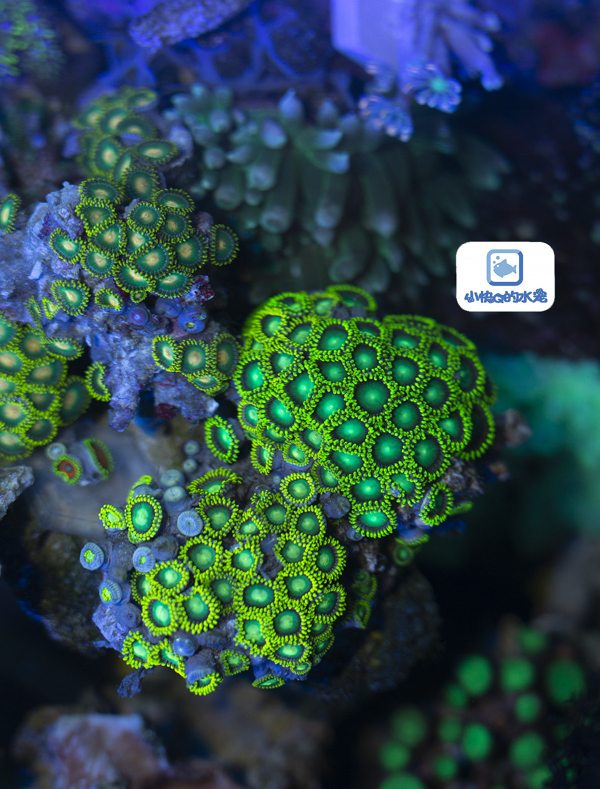 青柠檬荧光纽扣珊瑚容易养活活体新手繁殖海水其它水族宠物
