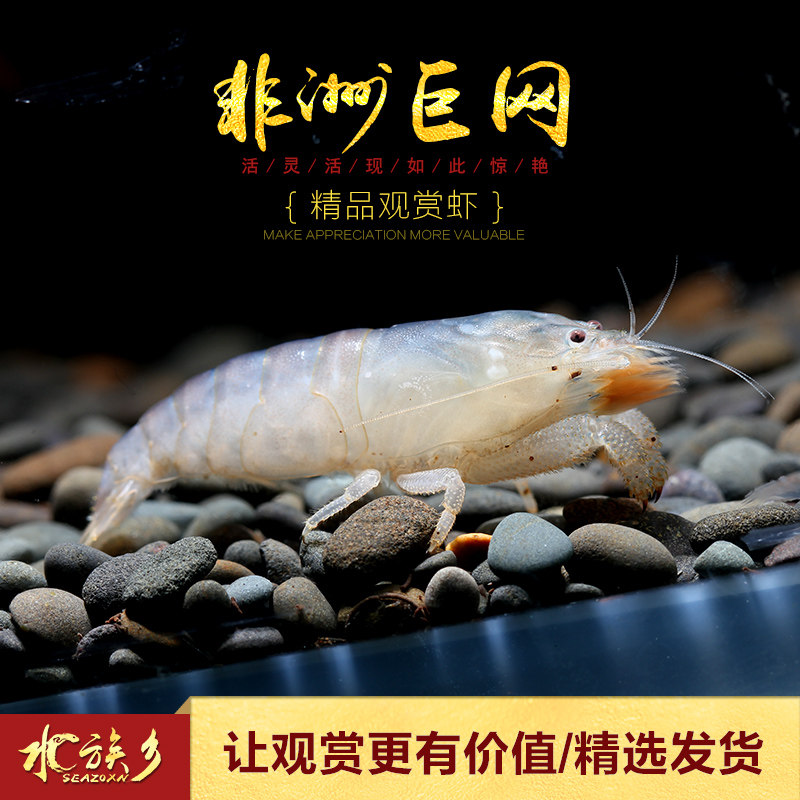 非洲巨型网球虾喀麦隆巨人盔甲蓝金刚宠物观赏大虾水草缸水族活体