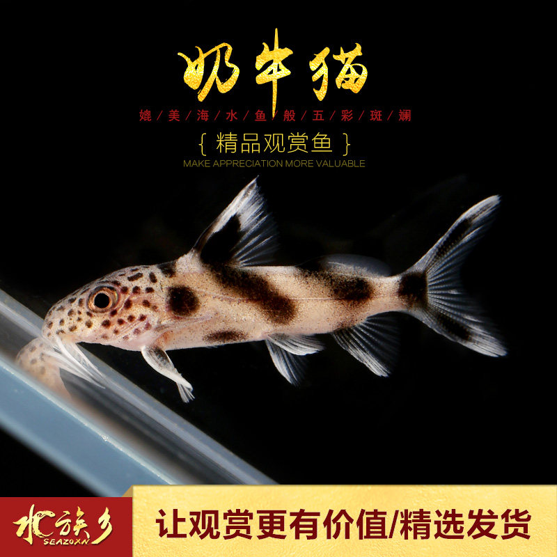 [水族乡]奶牛猫 进口清道夫黑白奶牛猫鱼哥伦比亚鲶鱼底层鱼活体